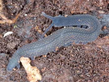 Media type: image; Invertebrate Zoology 29204